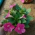 基地大量出售高15厘米牵牛花
