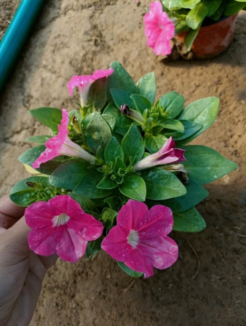基地大量出售高15厘米牵牛花