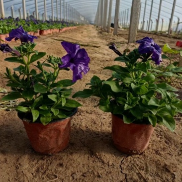 基地大量出售高15厘米牵牛花
