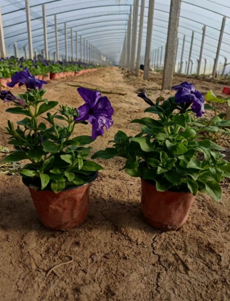 基地大量出售高15厘米牵牛花