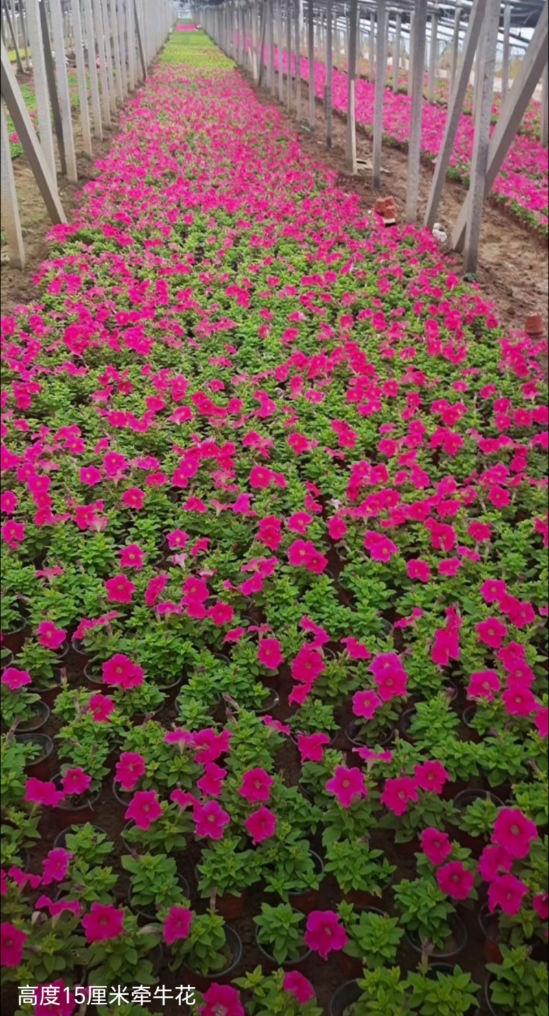 基地大量出售高15厘米牵牛花
