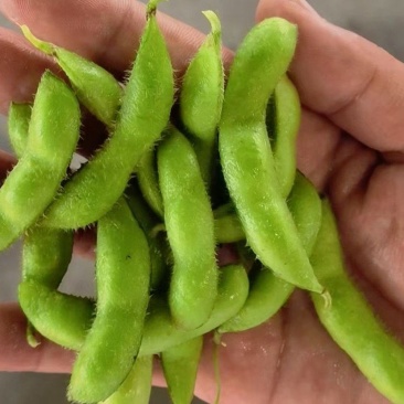 新鲜毛豆