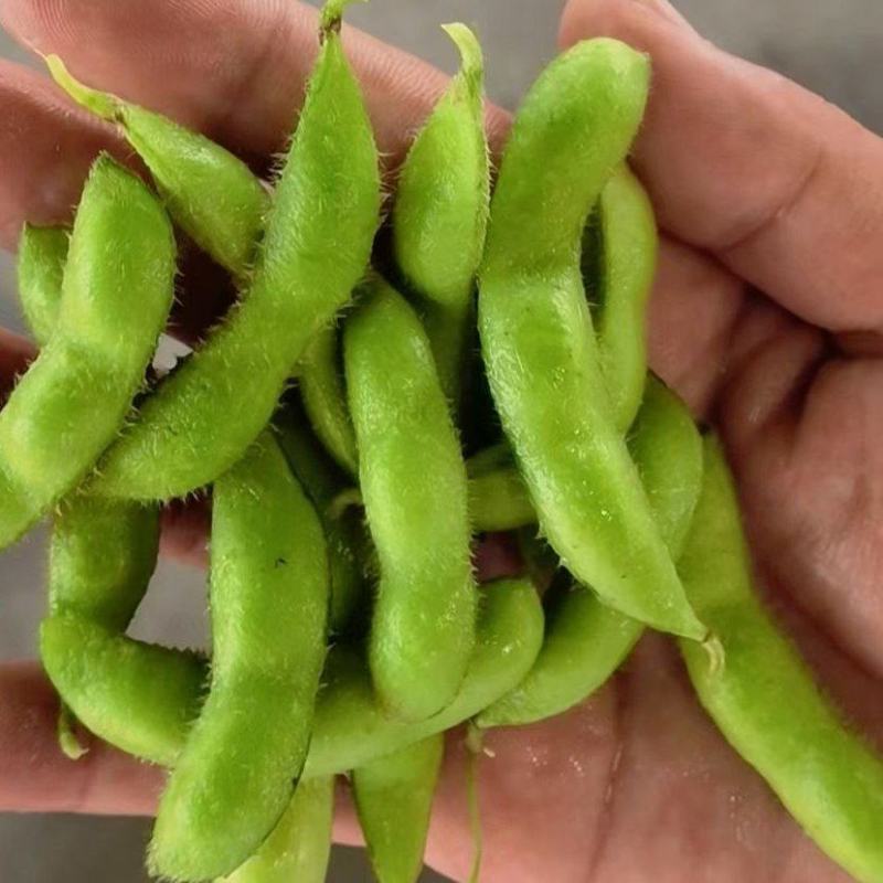 新鲜毛豆