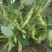 新鲜毛豆