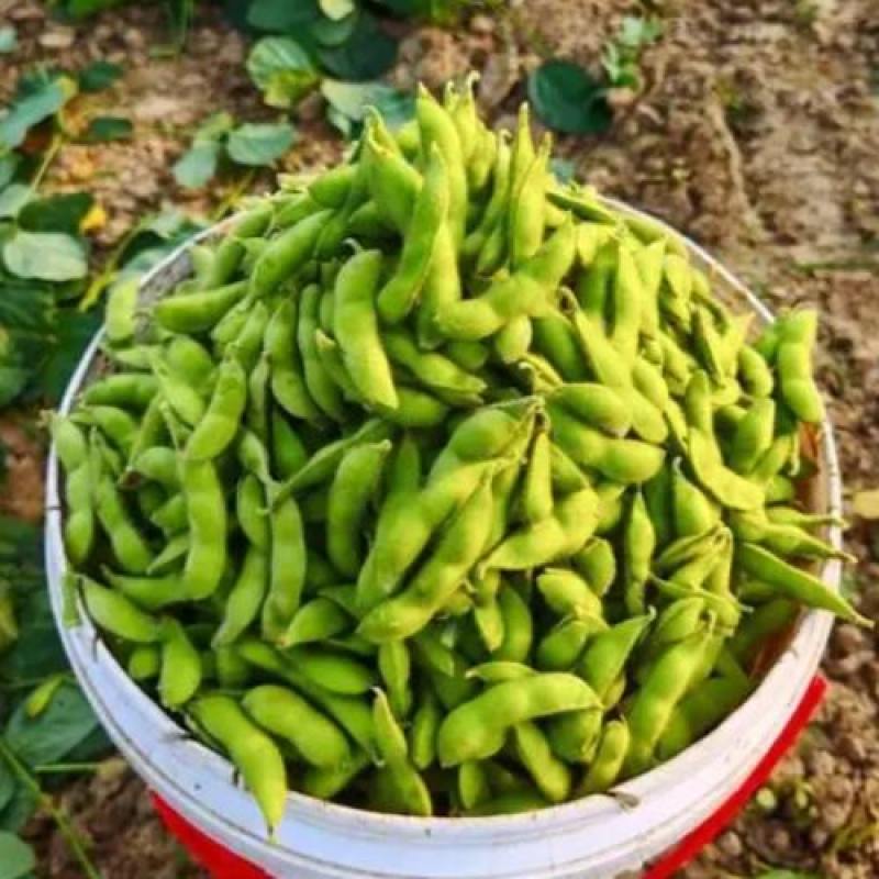新鲜毛豆