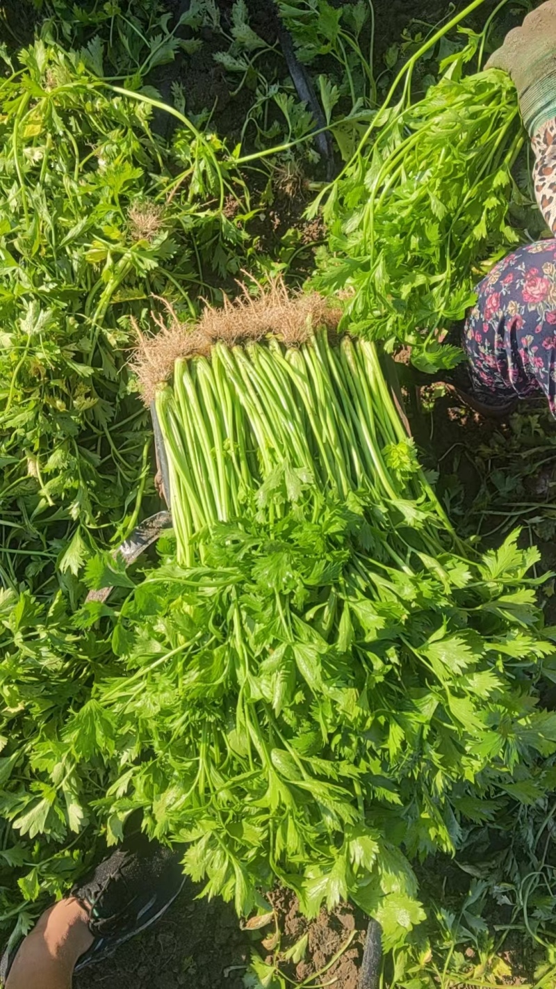 【芹菜】山东山芹大量上市产地对接全国市场电商商超
