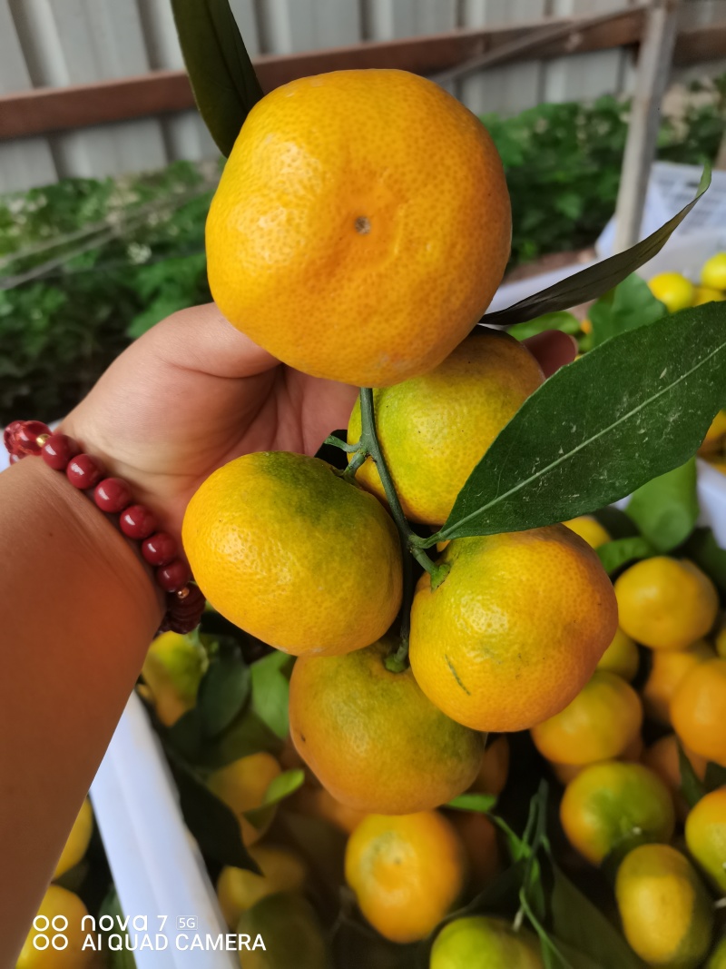 蜜橘，高山特早蜜橘产地一手货源品质保证可视频看货订货