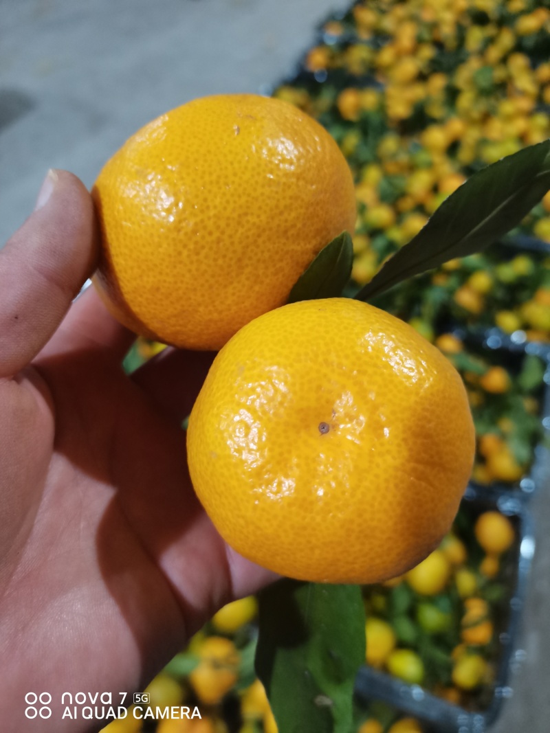 蜜橘，高山特早蜜橘产地一手货源品质保证可视频看货订货