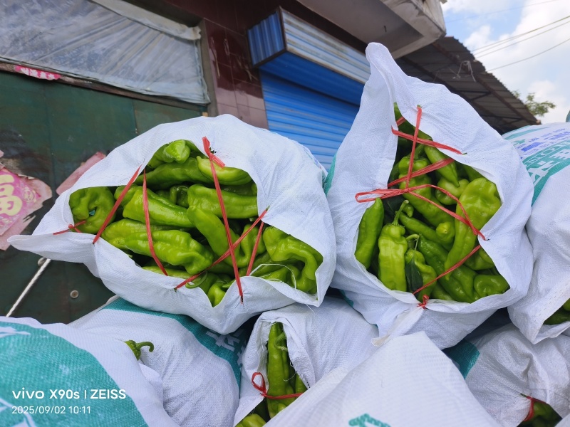 辣椒301青皮泡椒品类齐全河南产地直销量大从优货源充足