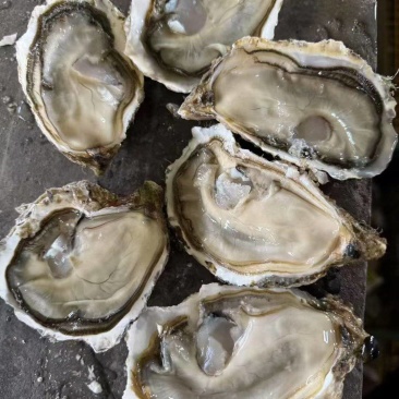 生蚝鲜活牡蛎海蛎子生蚝带壳贝类海鲜生蚝批发