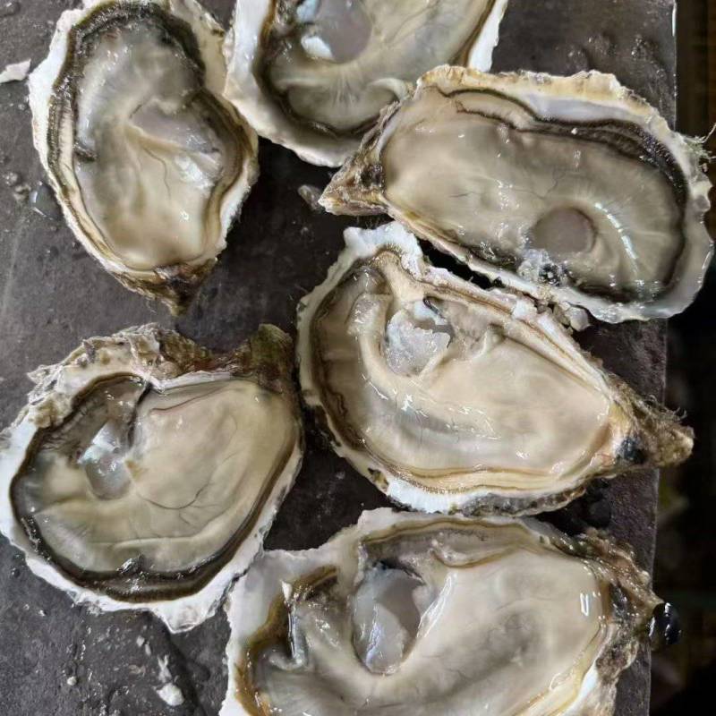 生蚝鲜活牡蛎海蛎子生蚝带壳贝类海鲜生蚝批发