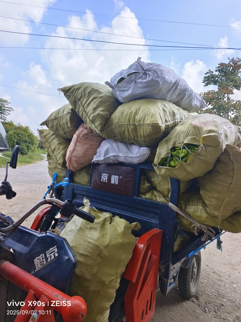 辣椒301青皮泡椒品类齐全河南产地直销量大从优货源充足