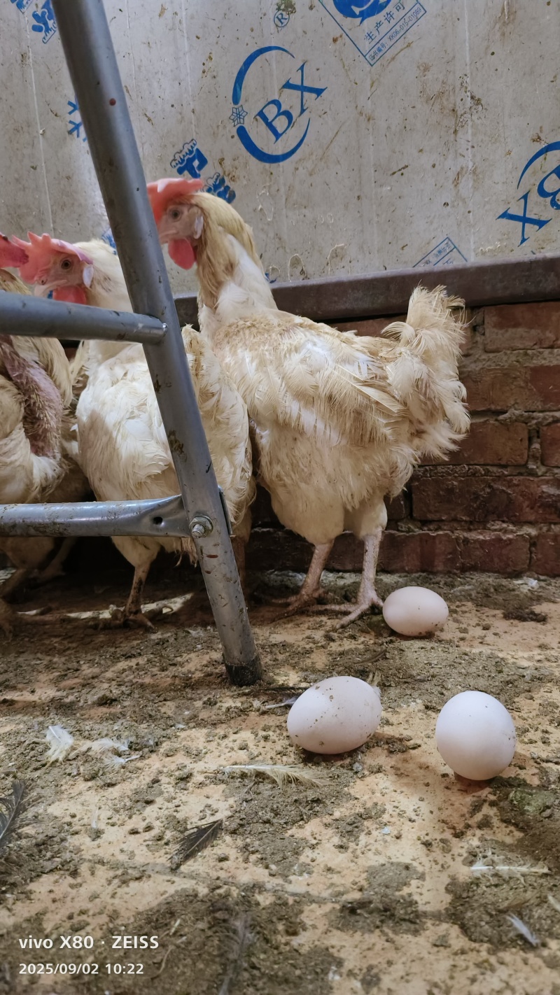 脆皮鸡老母鸡老鸡乸