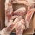 3548后肘骨，带肉带筋带拐筋。可给加工定制