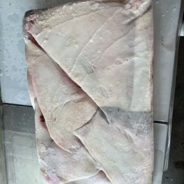 鳐鱼翅，今年新货鳐鱼翅