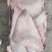鳐鱼翅，今年新货鳐鱼翅