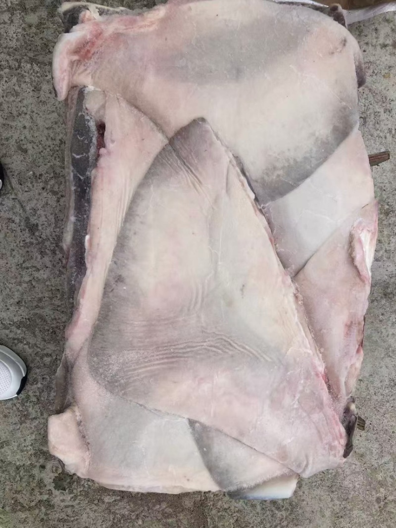 鳐鱼翅，今年新货鳐鱼翅