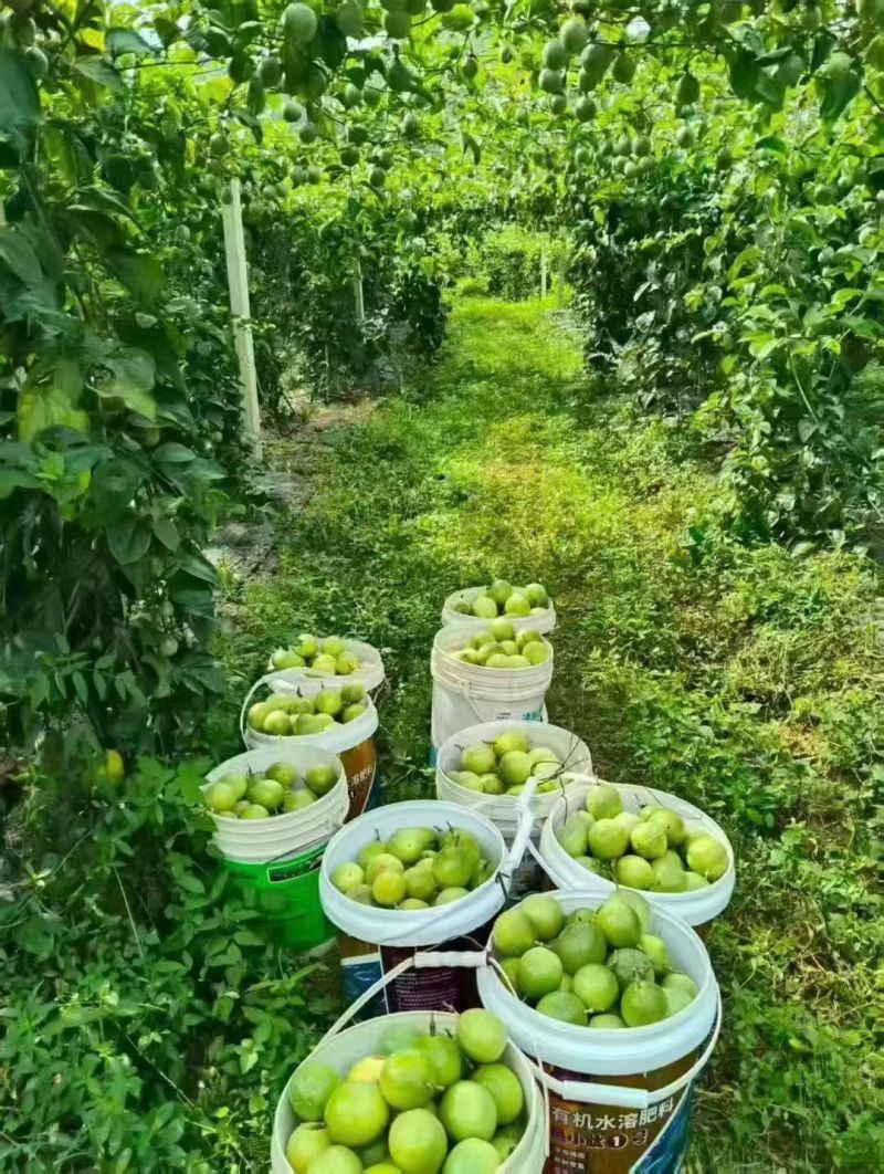 广西百香果