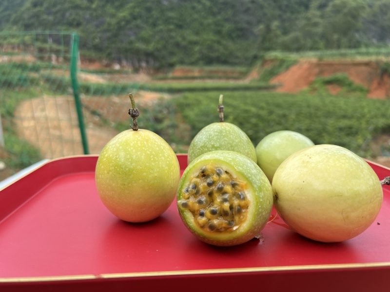 广西百香果