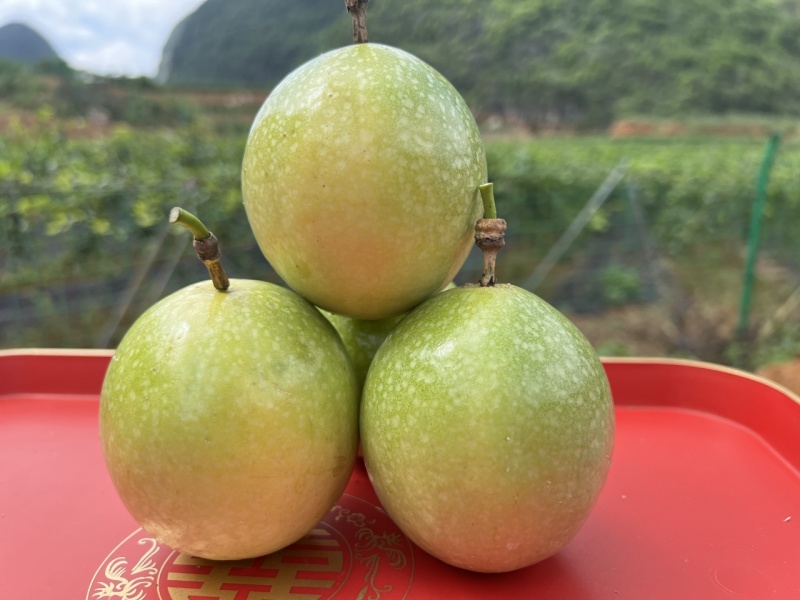广西百香果