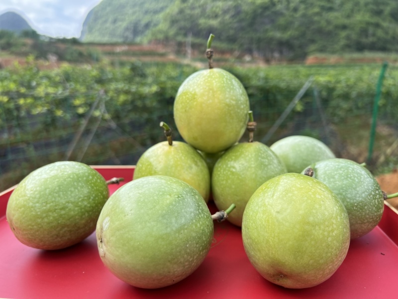 广西百香果