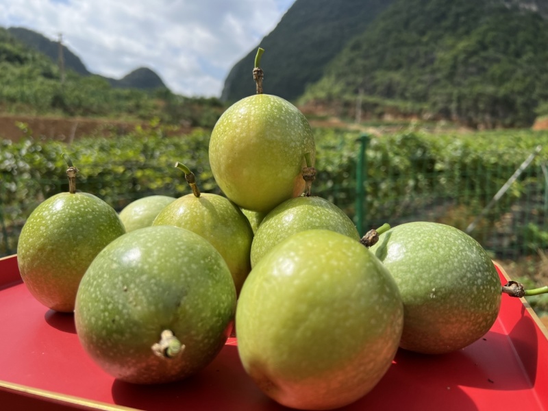 广西百香果