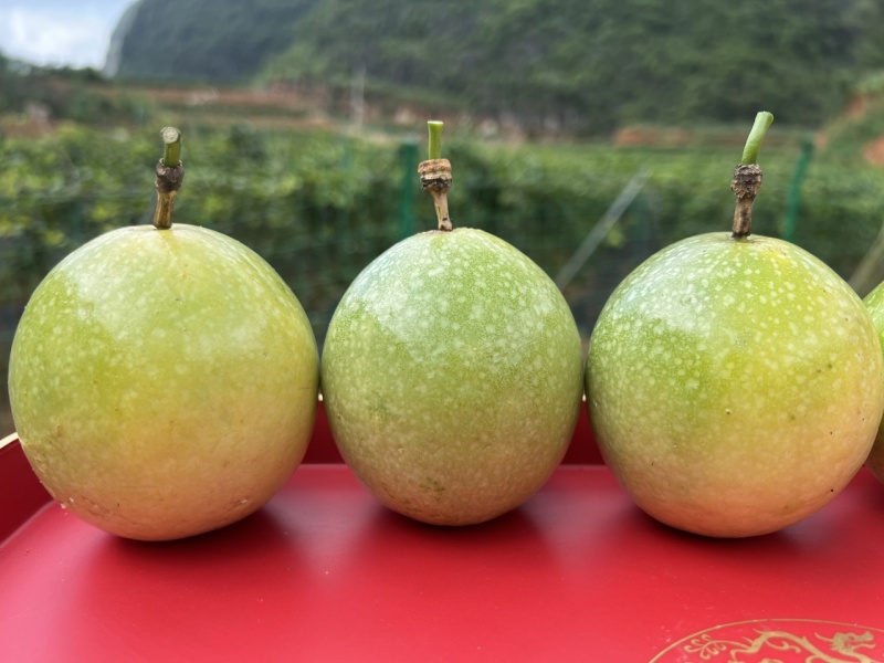 广西百香果