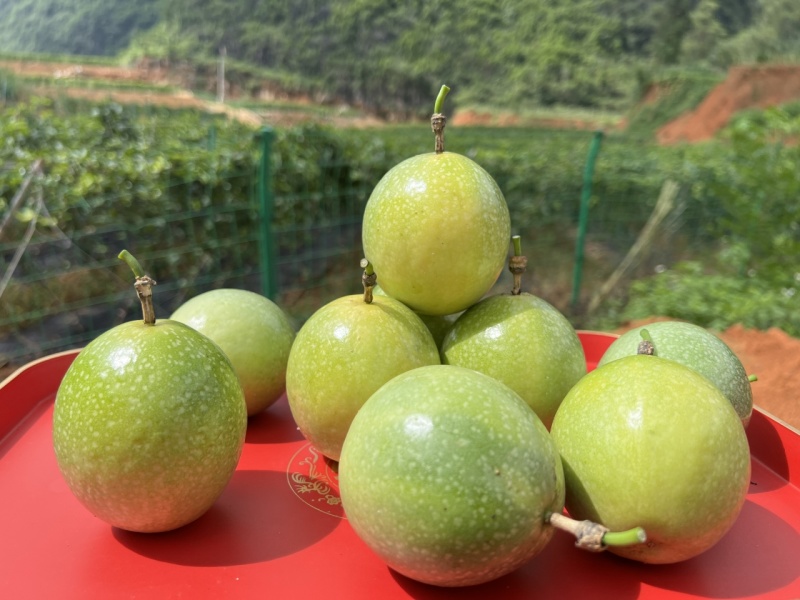 广西百香果