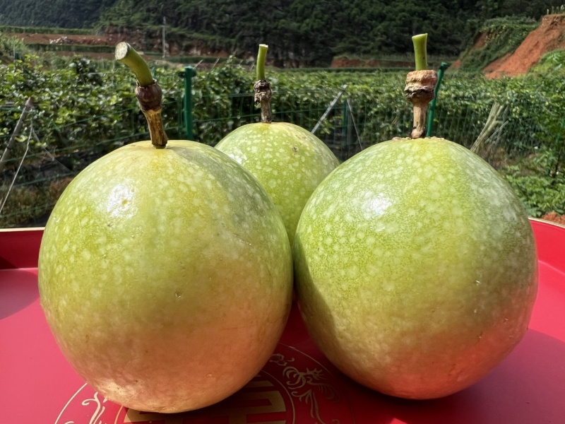 广西百香果