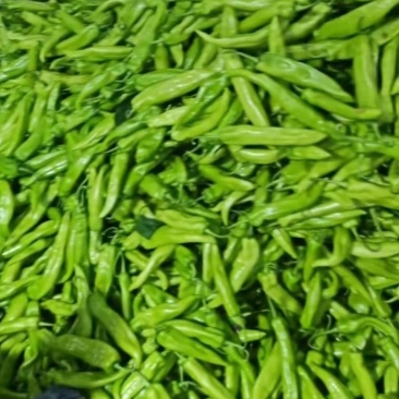 黄皮尖椒/吉林鲜辣椒一手货源基地直发货源充足