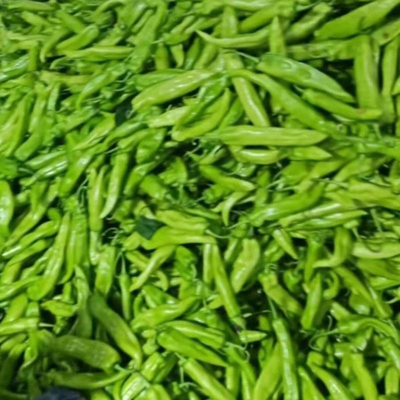 黄皮尖椒/吉林鲜辣椒一手货源基地直发货源充足