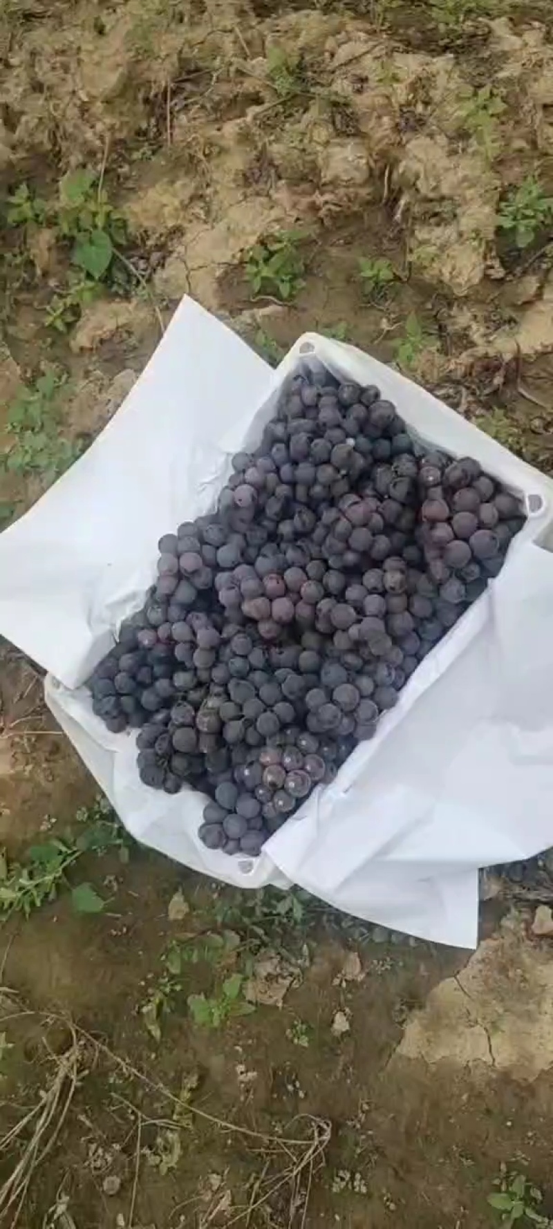 精品巨峰葡萄