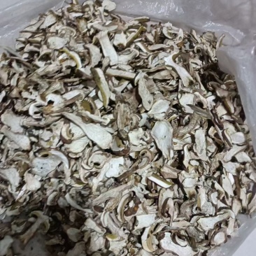 美味牛肝菌