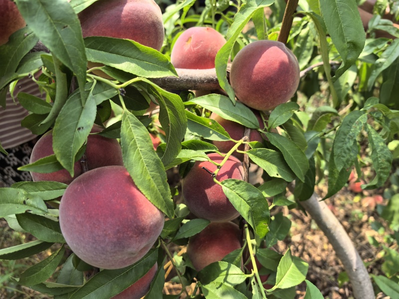 青州蜜桃开始上市