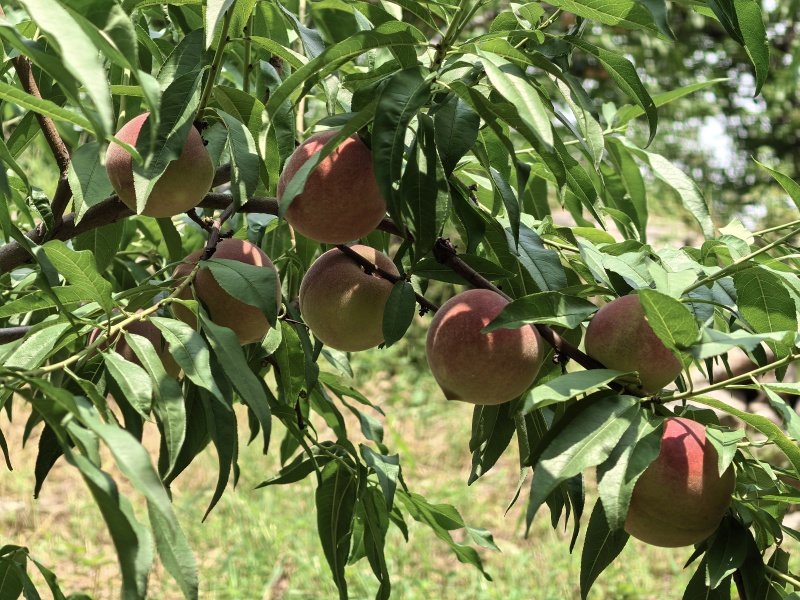 青州蜜桃开始上市