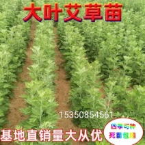 艾草艾草苗批发大叶药用蕲艾苗艾蒿苗泡脚艾灸包邮包成活