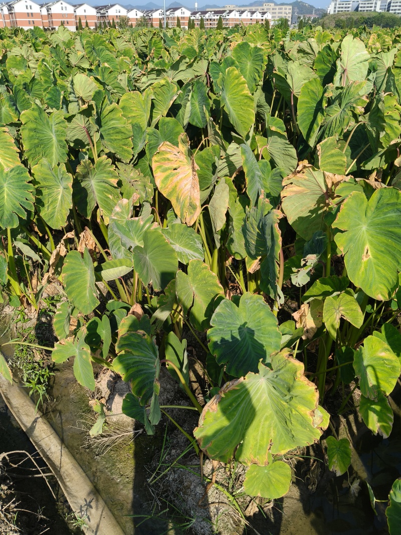 红芽芋头百亩基地大量供应