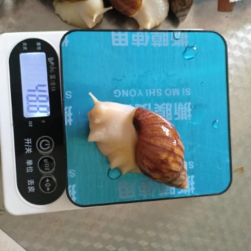 白玉蜗牛