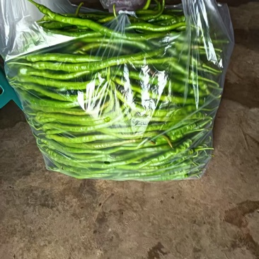 青线椒