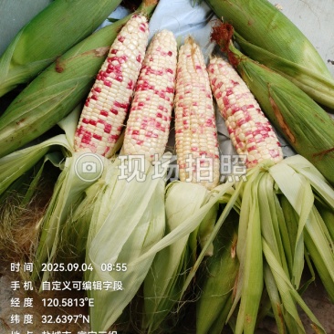 新鲜糯玉米