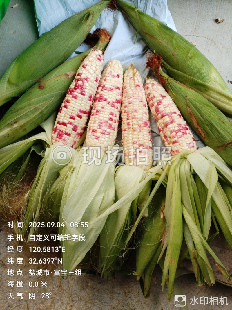 新鲜糯玉米