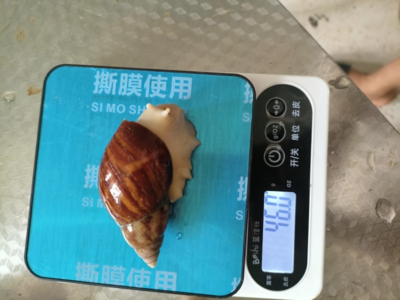 白玉蜗牛