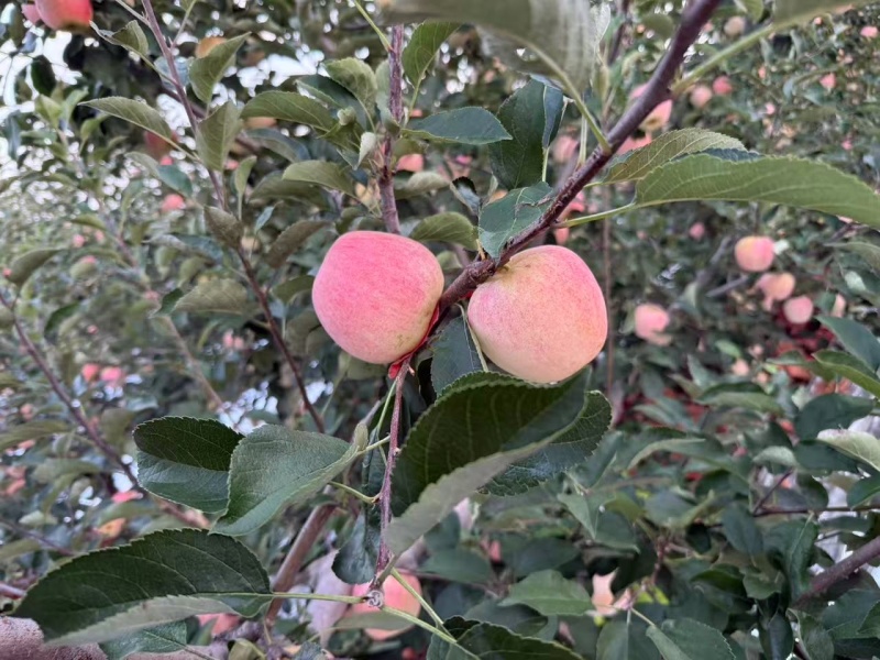 辽宁本地苹果/岳艳苹果/量大价优/品相好/欢迎咨询