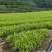 白芨苗