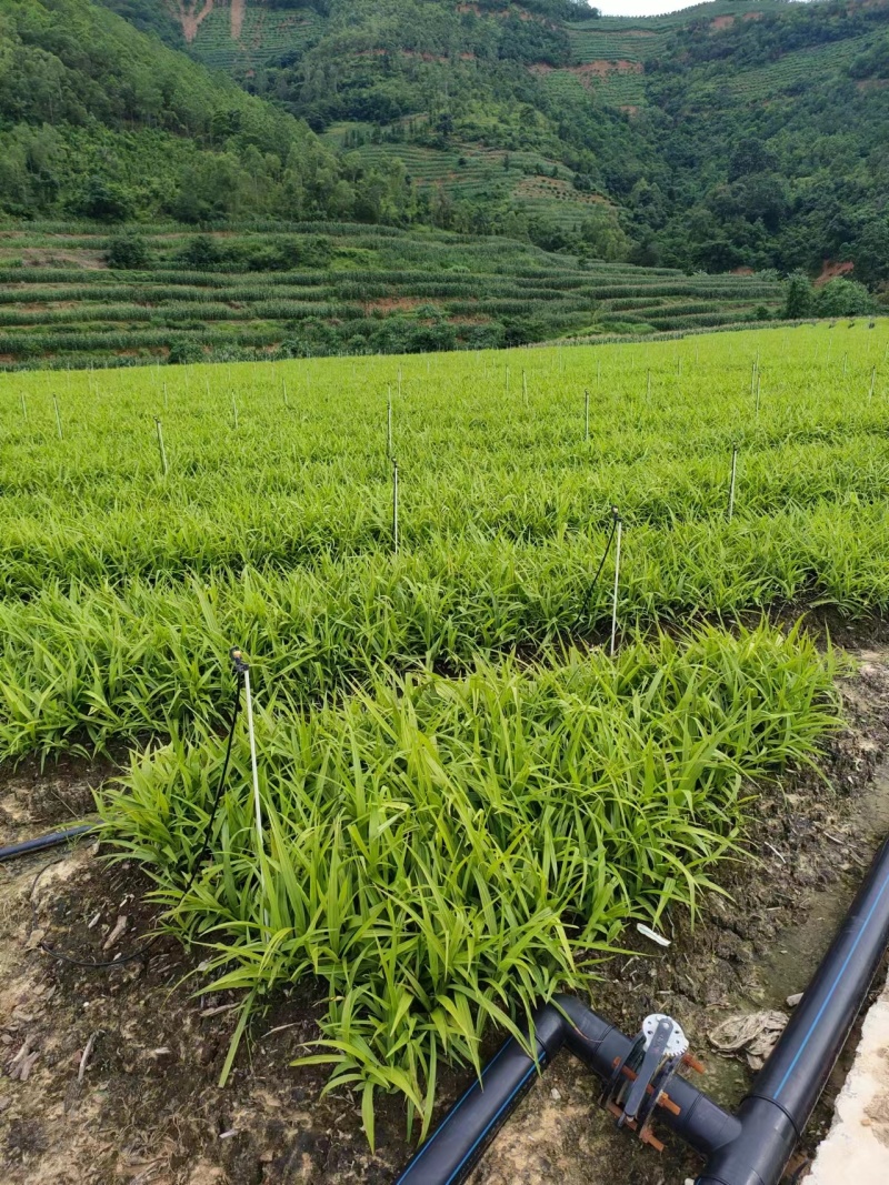 白芨苗