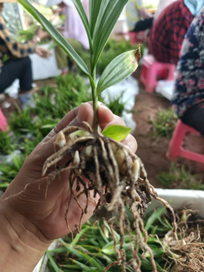 白芨苗