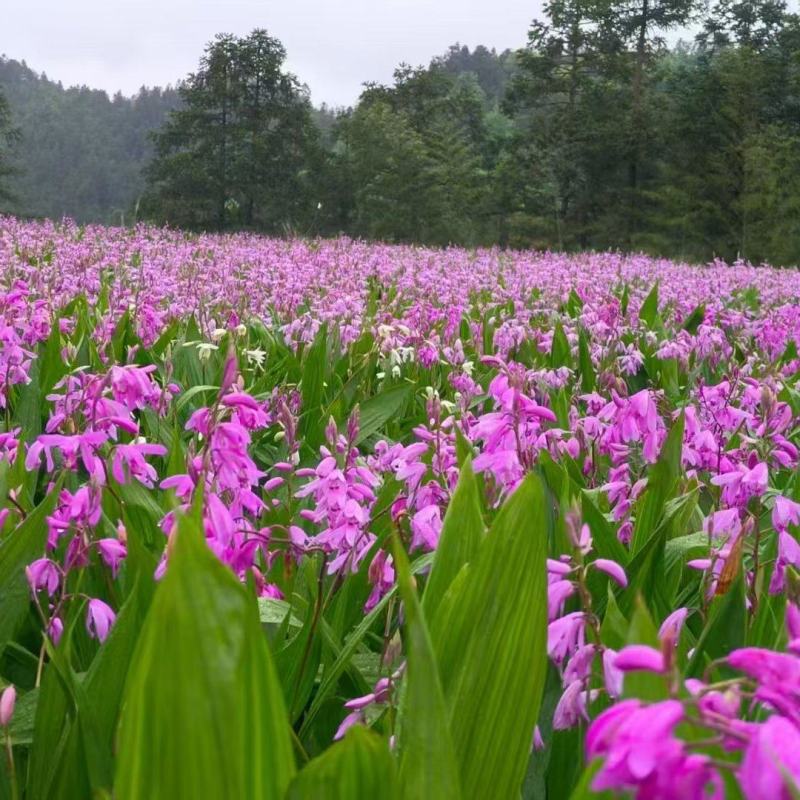 白芨苗