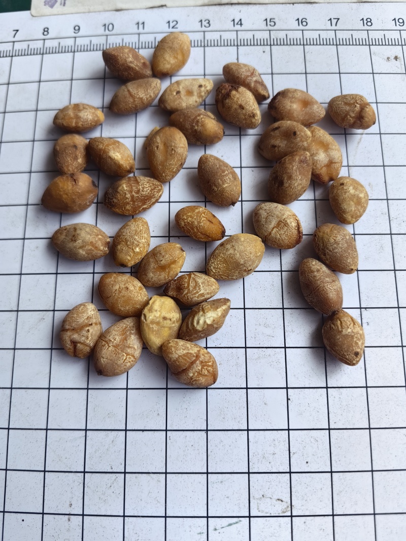 白果仁批发支持代发1000克白果仁