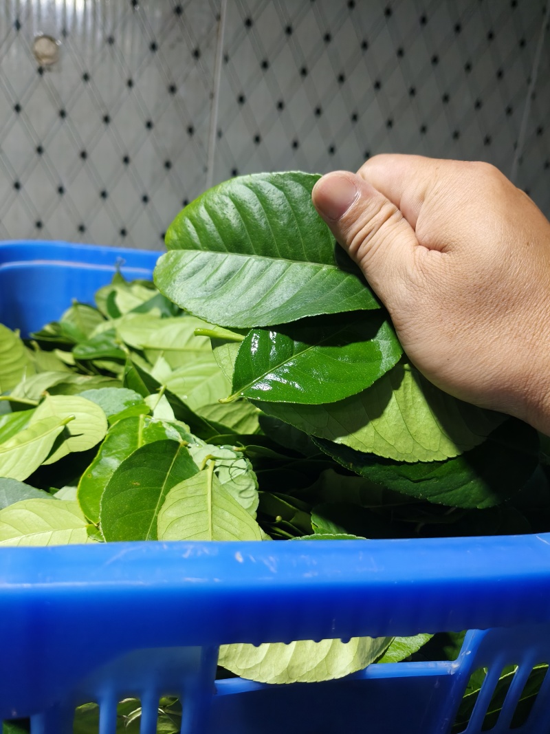 新鲜柠檬叶香料料理腌制烹饪调料冬阴功汤料