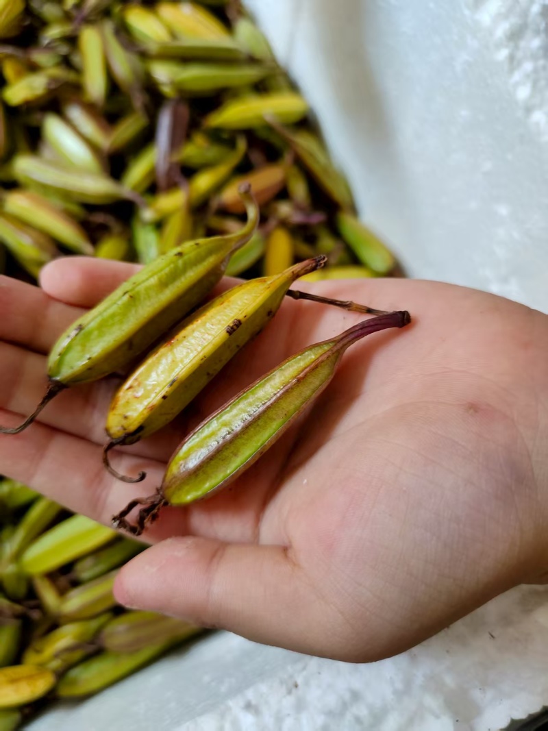 紫花白芨果夹
